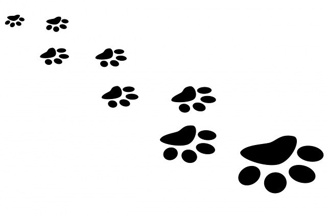 paw prints